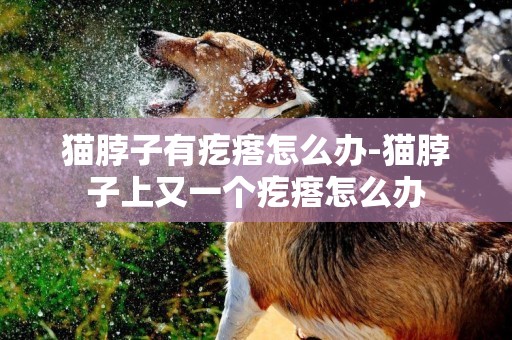 貓脖子有疙瘩怎么辦-貓脖子上又一個疙瘩怎么辦
