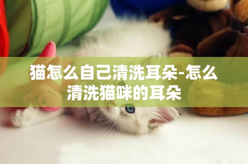 貓怎么自己清洗耳朵-怎么清洗貓咪的耳朵