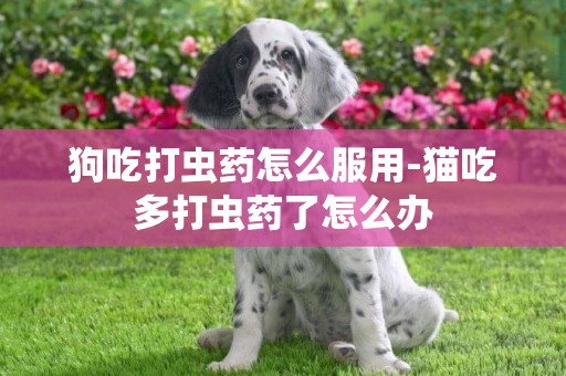 狗吃打蟲藥怎么服用-貓吃多打蟲藥了怎么辦