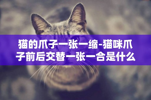 貓的爪子一張一縮-貓咪爪子前后交替一張一合是什么意思