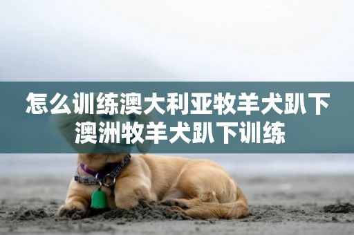 怎么訓練澳大利亞牧羊犬趴下 澳洲牧羊犬趴下訓練