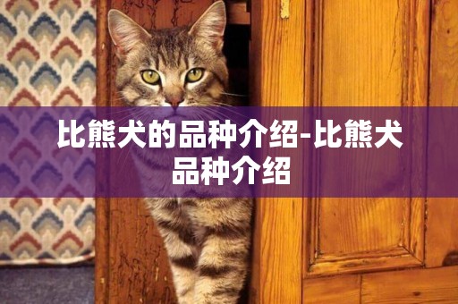 比熊犬的品種介紹-比熊犬品種介紹