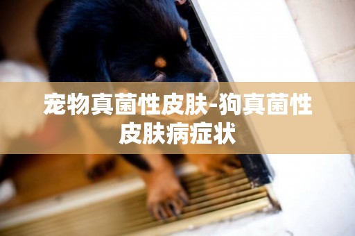 寵物真菌性皮膚-狗真菌性皮膚病癥狀