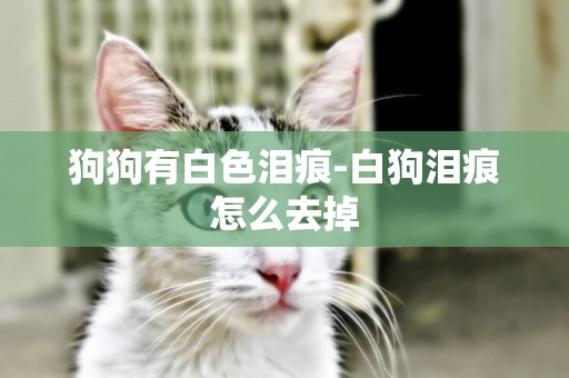 狗狗有白色淚痕-白狗淚痕怎么去掉