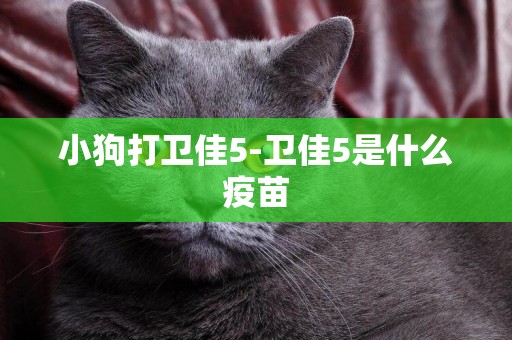 小狗打衛佳5-衛佳5是什么疫苗