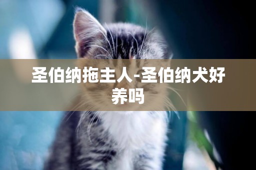 圣伯納拖主人-圣伯納犬好養嗎