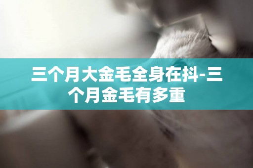 三個月大金毛全身在抖-三個月金毛有多重