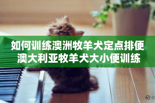 如何訓練澳洲牧羊犬定點排便 澳大利亞牧羊犬大小便訓練