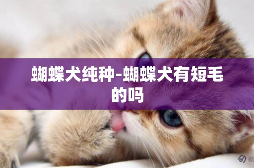 蝴蝶犬純種-蝴蝶犬有短毛的嗎