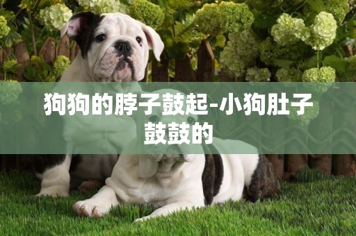 狗狗的脖子鼓起-小狗肚子鼓鼓的