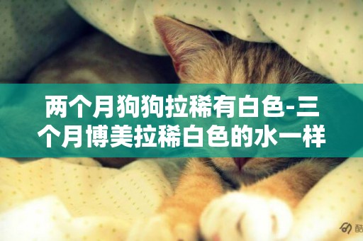 兩個月狗狗拉稀有白色-三個月博美拉稀白色的水一樣