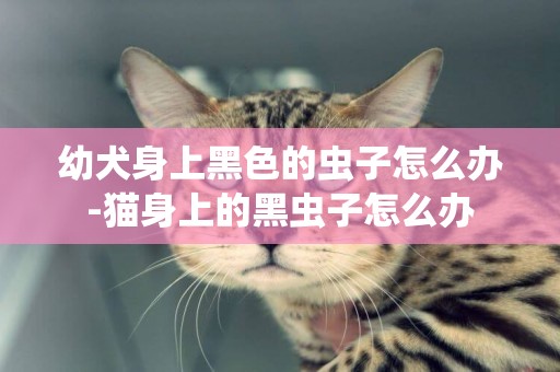 幼犬身上黑色的蟲子怎么辦-貓身上的黑蟲子怎么辦