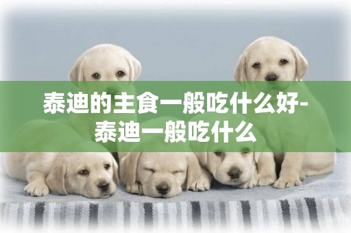 泰迪的主食一般吃什么好-泰迪一般吃什么