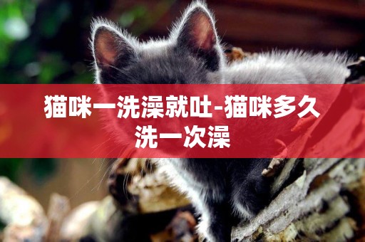 貓咪一洗澡就吐-貓咪多久洗一次澡
