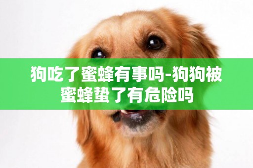 狗吃了蜜蜂有事嗎-狗狗被蜜蜂蟄了有危險嗎