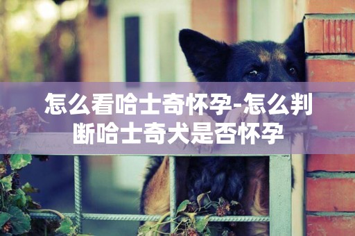 怎么看哈士奇懷孕-怎么判斷哈士奇犬是否懷孕
