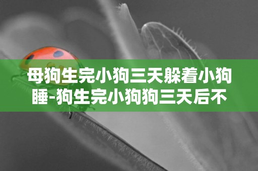 母狗生完小狗三天躲著小狗睡-狗生完小狗狗三天后不拉屎