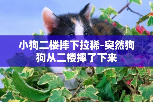 小狗二樓摔下拉稀-突然狗狗從二樓摔了下來