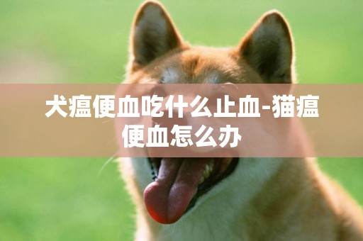 犬瘟便血吃什么止血-貓瘟便血怎么辦