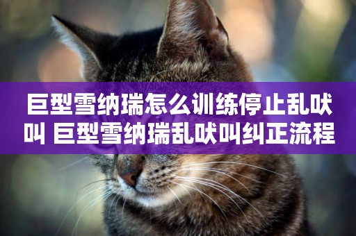 巨型雪納瑞怎么訓練停止亂吠叫 巨型雪納瑞亂吠叫糾正流程