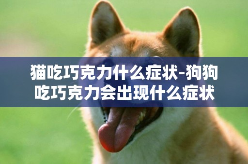 貓吃巧克力什么癥狀-狗狗吃巧克力會出現什么癥狀