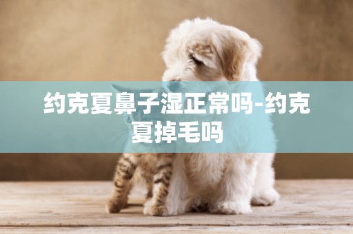 約克夏鼻子濕正常嗎-約克夏掉毛嗎