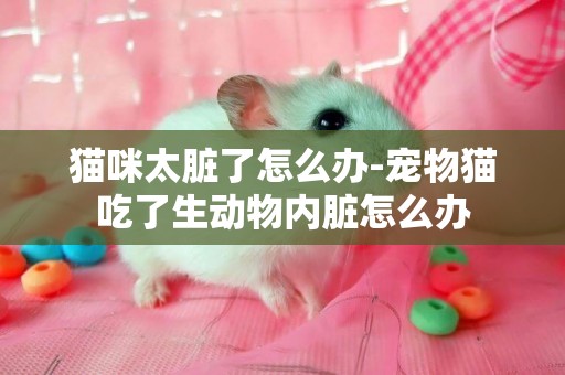 貓咪太臟了怎么辦-寵物貓吃了生動物內臟怎么辦