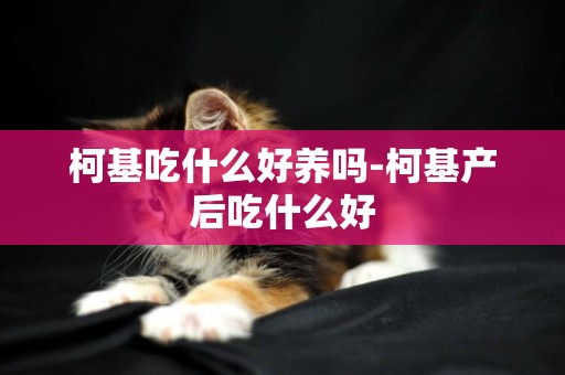 柯基吃什么好養嗎-柯基產后吃什么好