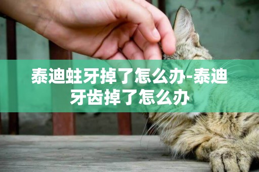 泰迪蛀牙掉了怎么辦-泰迪牙齒掉了怎么辦