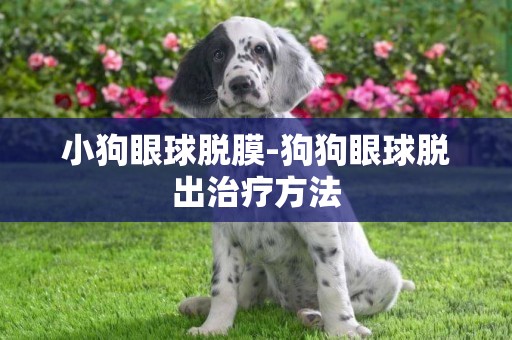 小狗眼球脫膜-狗狗眼球脫出治療方法