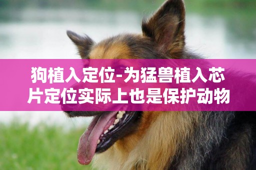 狗植入定位-為猛獸植入芯片定位實際上也是保護動物