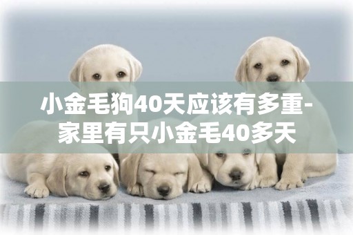 小金毛狗40天應該有多重-家里有只小金毛40多天