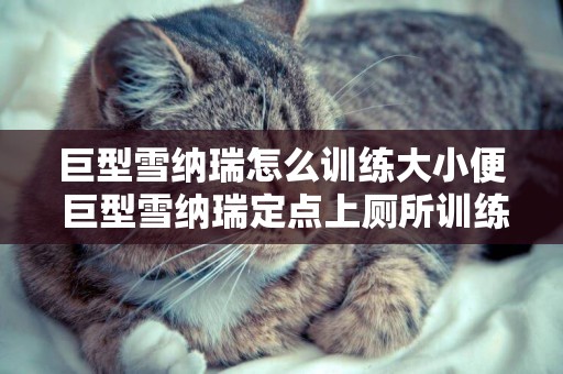 巨型雪納瑞怎么訓練大小便 巨型雪納瑞定點上廁所訓練方法