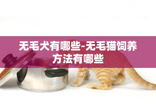 無毛犬有哪些-無毛貓飼養方法有哪些