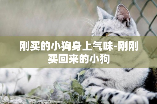 剛買的小狗身上氣味-剛剛買回來的小狗