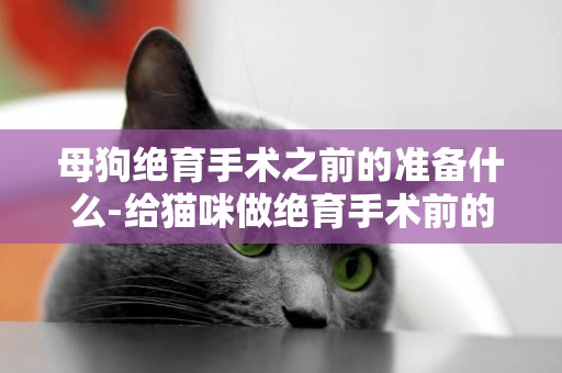 母狗絕育手術之前的準備什么-給貓咪做絕育手術前的準備