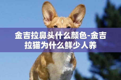 金吉拉鼻頭什么顏色-金吉拉貓為什么鮮少人養