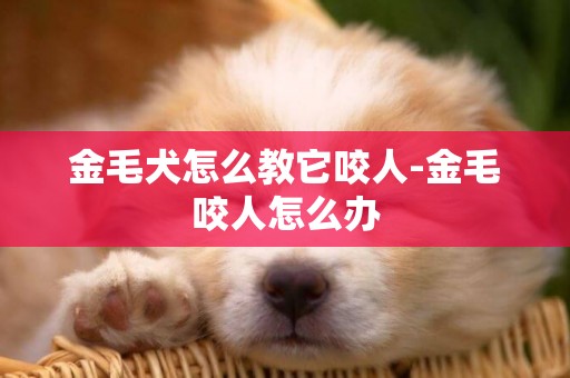 金毛犬怎么教它咬人-金毛咬人怎么辦