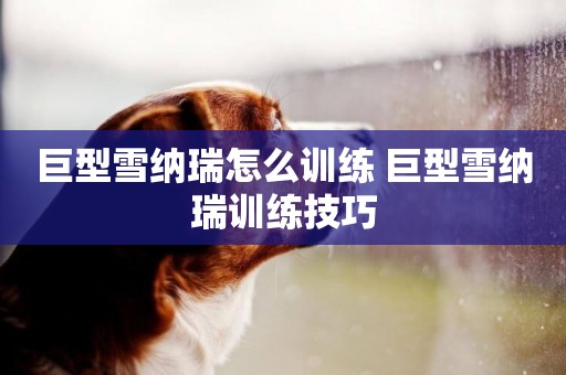 巨型雪納瑞怎么訓練 巨型雪納瑞訓練技巧