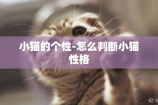 小貓的個性-怎么判斷小貓性格