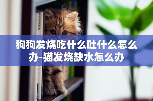 狗狗發燒吃什么吐什么怎么辦-貓發燒缺水怎么辦