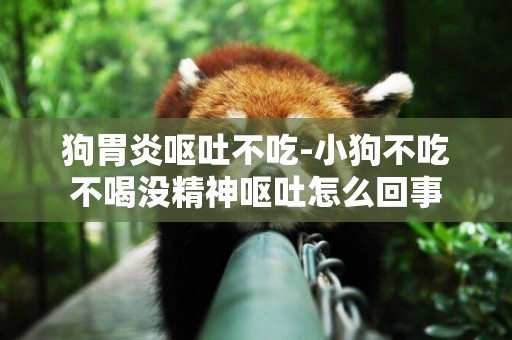狗胃炎嘔吐不吃-小狗不吃不喝沒精神嘔吐怎么回事