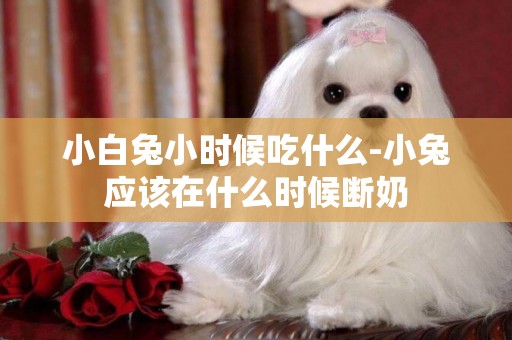 小白兔小時候吃什么-小兔應該在什么時候斷奶