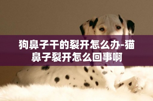 狗鼻子干的裂開怎么辦-貓鼻子裂開怎么回事啊