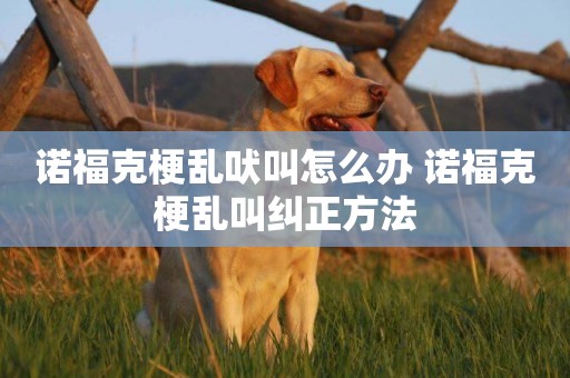 諾福克梗亂吠叫怎么辦 諾福克梗亂叫糾正方法