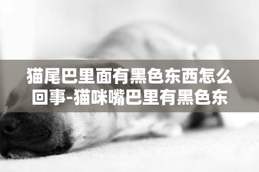 貓尾巴里面有黑色東西怎么回事-貓咪嘴巴里有黑色東西怎么回事