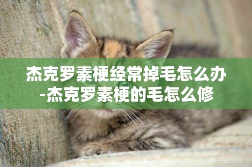 杰克羅素梗經常掉毛怎么辦-杰克羅素梗的毛怎么修
