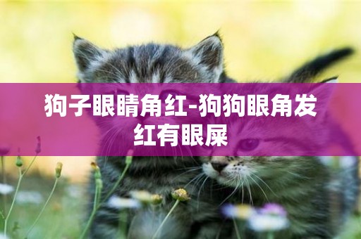 狗子眼睛角紅-狗狗眼角發紅有眼屎