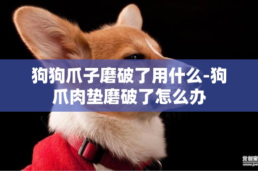 狗狗爪子磨破了用什么-狗爪肉墊磨破了怎么辦