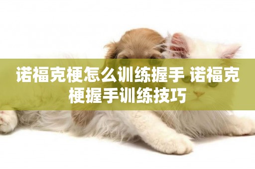 諾福克梗怎么訓練握手 諾福克梗握手訓練技巧